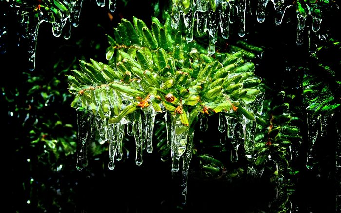 Pinecone covered in ice