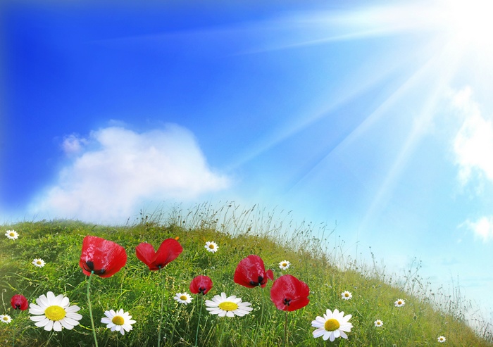 Red poppies and daisies on a grassy hill under a blue sky