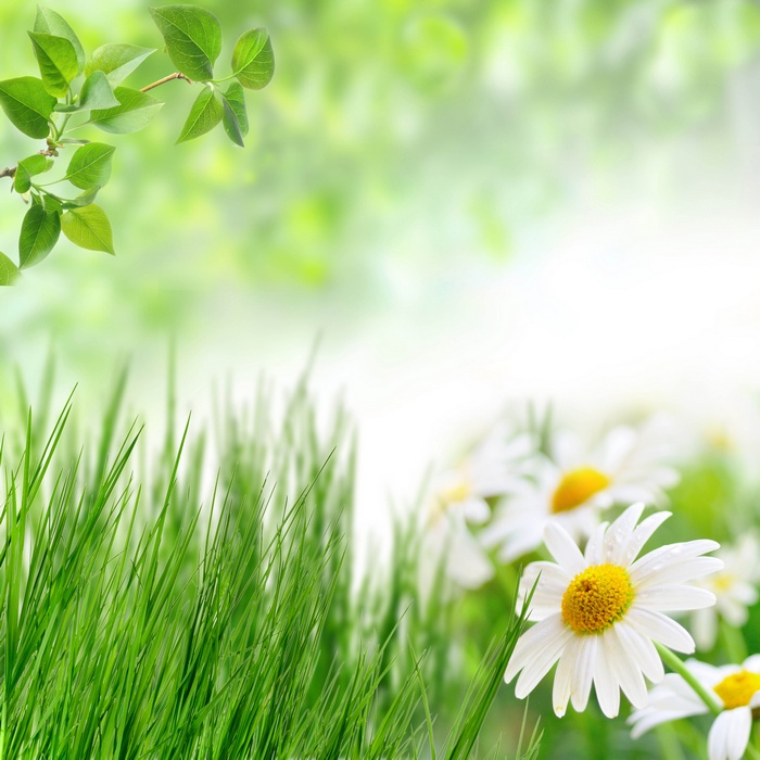 Green grass and daisies in sunlight