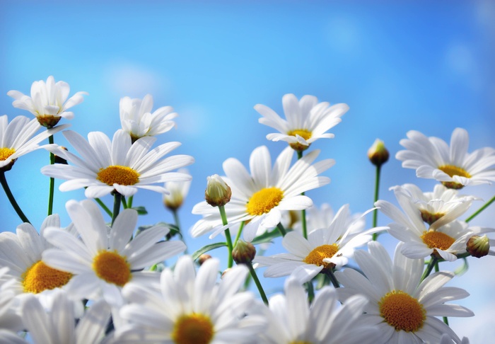 White daisies against a bright blue sky