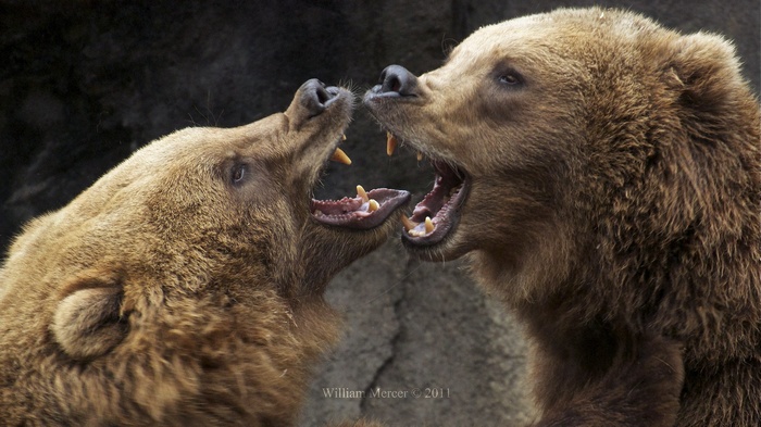 Two grizzly bears roaring at each other