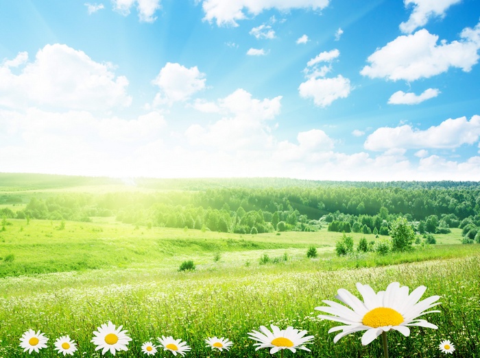 Sunny Meadow with Daisies and Forest