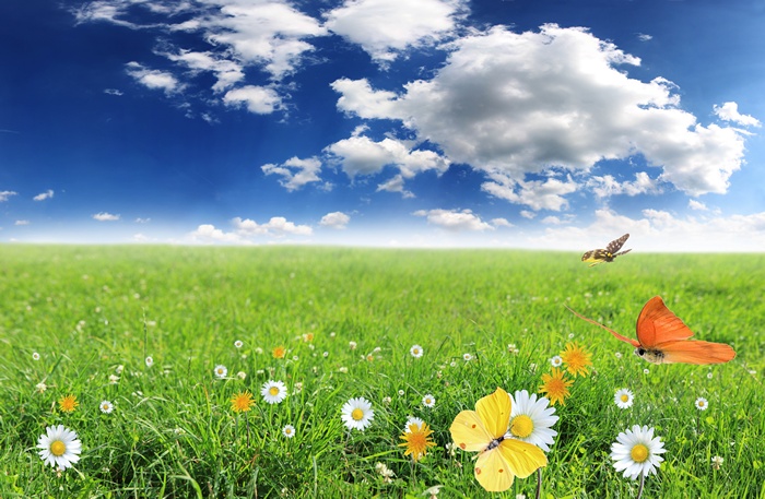 Butterflies and flowers in a green field under a blue sky