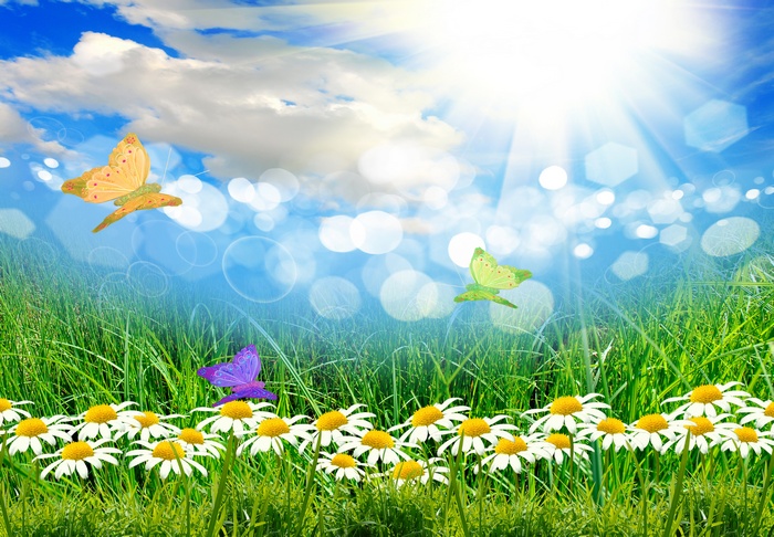 Butterflies and daisies in a sunny meadow