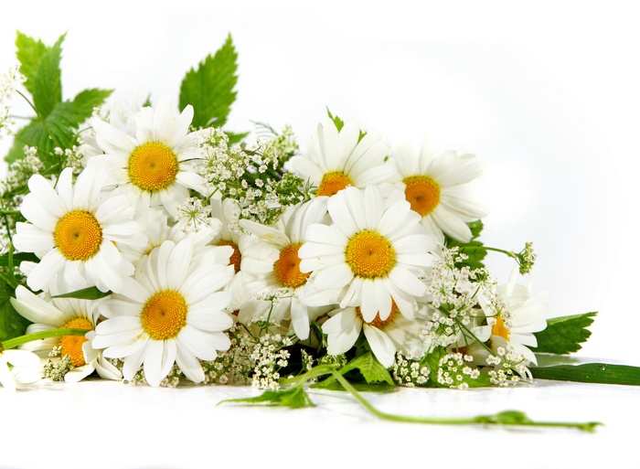 Bouquet of white daisies with green leaves