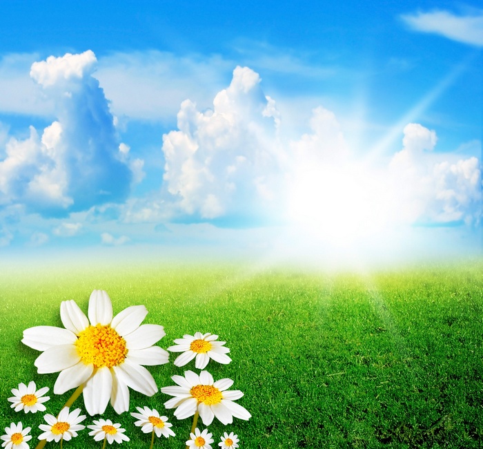 Field of daisies under a bright sun