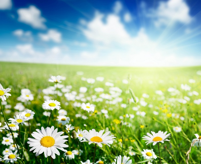 Field of daisies under a sunny sky
