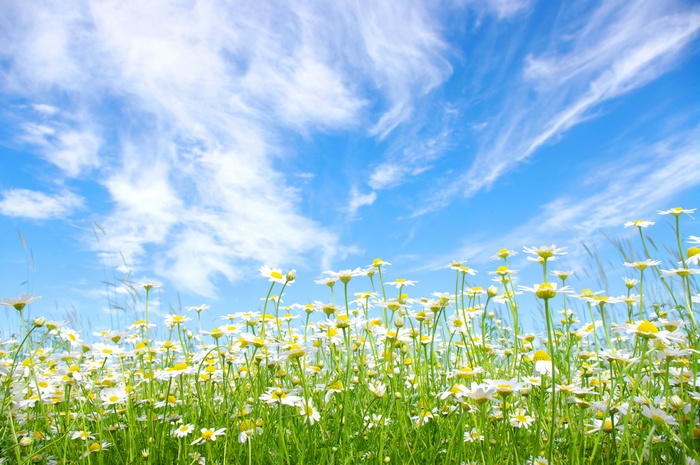 Field of daisies under a blue sky with wispy clouds