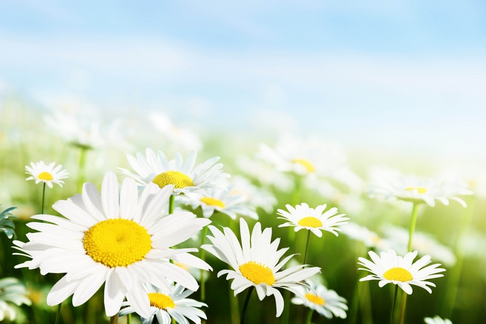 Field of daisies under a blue sky