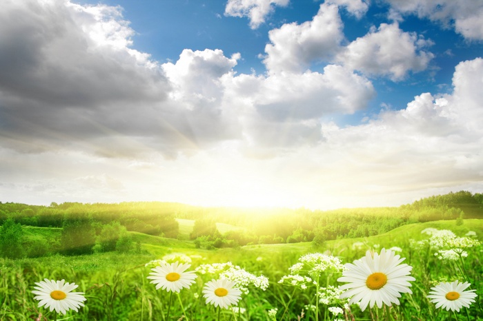 Daisy field with sunlit hills and clouds