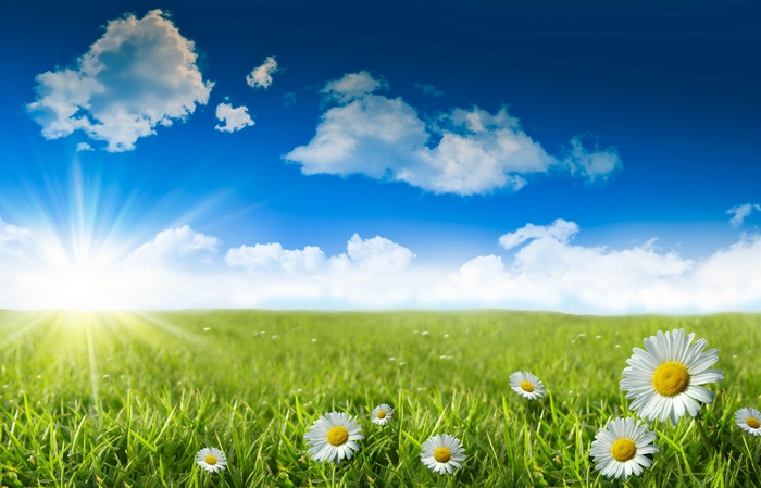 Sunny Meadow with Daisies and Blue Sky