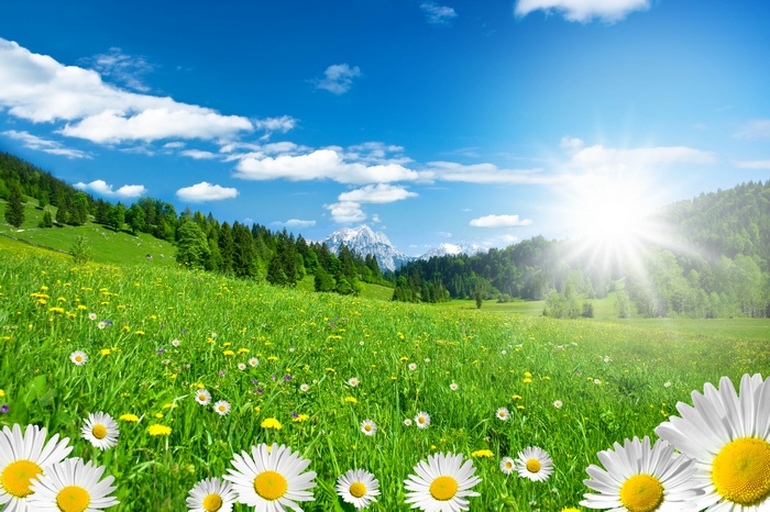 Sunny Meadow with Daisies and Mountains