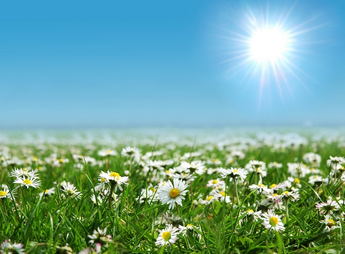 Field of daisies under a bright sun