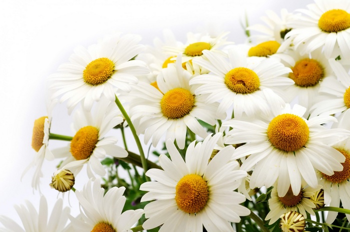 Bouquet of white daisies with yellow centers