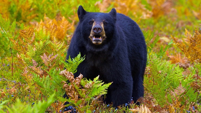 Black bear in a forest with ferns