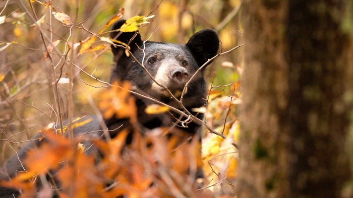 Black bear peeking through autumn foliage