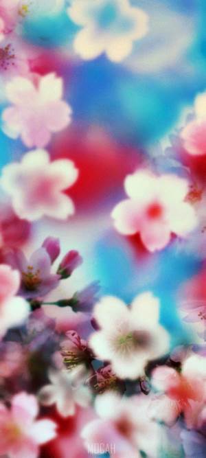 Pink cherry blossoms against a colorful blurred background