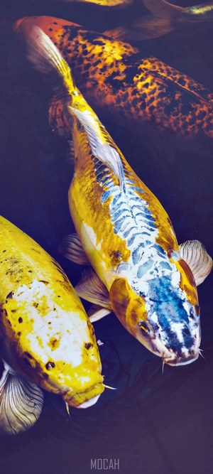 Koi fish swimming in dark water