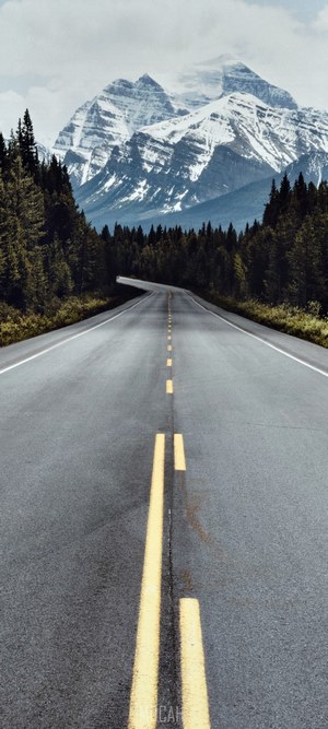 Tree-lined road leading to snow-capped mountains