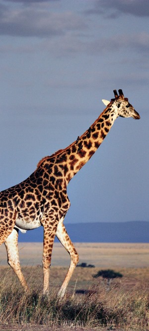 Giraffe walking in the savanna