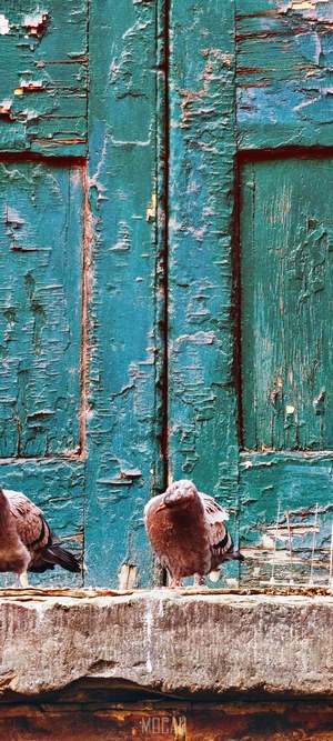 Two pigeons on a weathered stone ledge in front of a peeling teal door