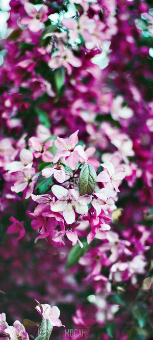Pink and purple crabapple blossoms