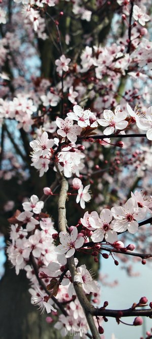 Cherry blossoms blooming on a tree branch