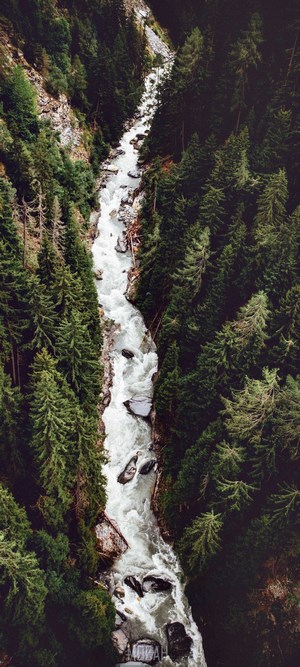 Mountain river flowing through a dense forest