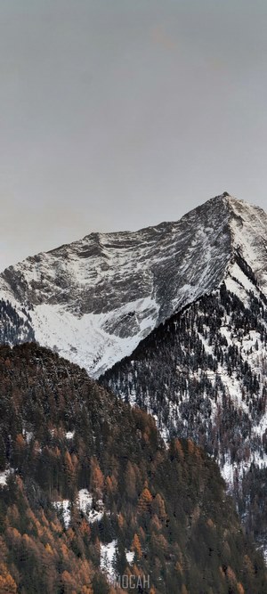 Snowy mountains with pine trees