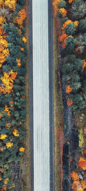 Aerial view of a road through autumn forest