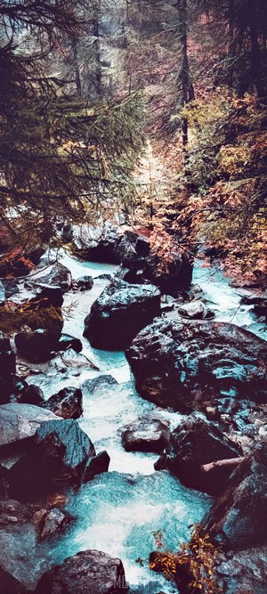 Forest stream with rocks and trees