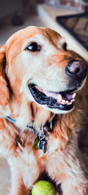 Golden Retriever dog with a tennis ball