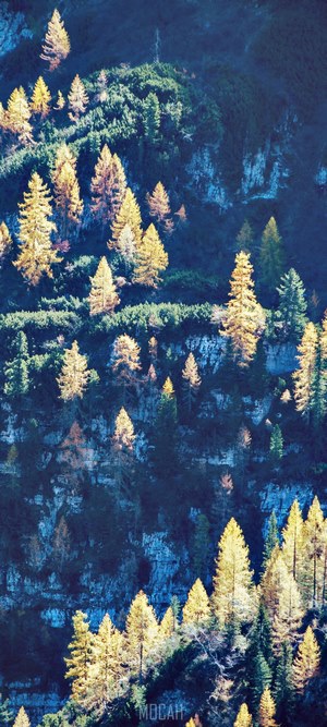 Autumn forest on a mountainside