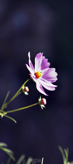 Pink Cosmos Flower with Buds