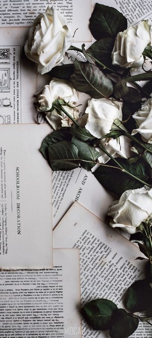 White roses on old book pages