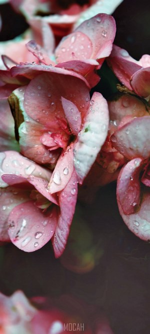 Pink flowers with water droplets