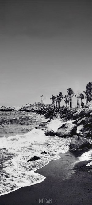 Black and white beach with palm trees and waves