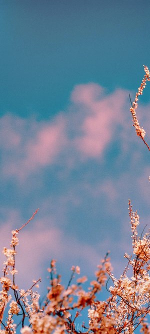 Branches with white blossom against blue sky