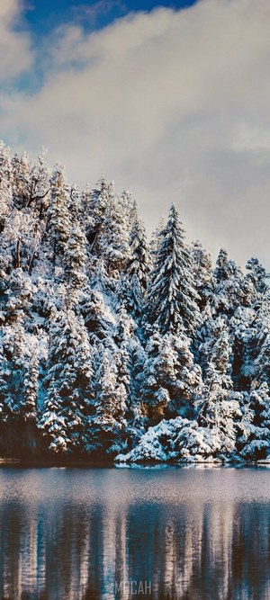 Snow-covered forest reflected in a lake