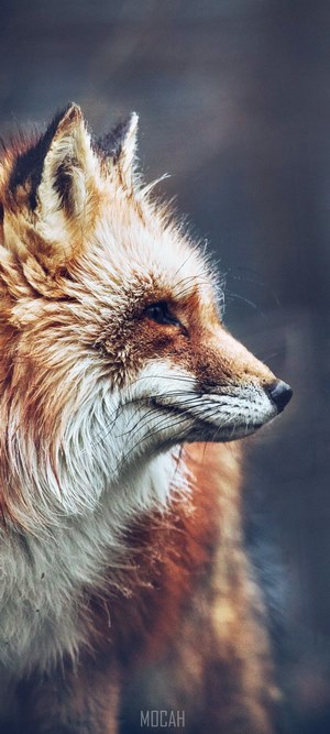 Red Fox Profile