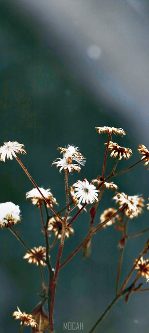 Dried flowers in the cold winter