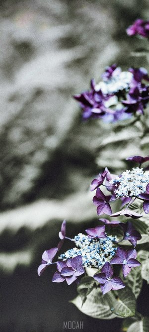 Purple Hydrangea Flowers with Textured Background