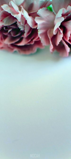 Pink Carnations on White Background