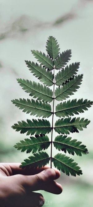 Hand holding a green fern leaf