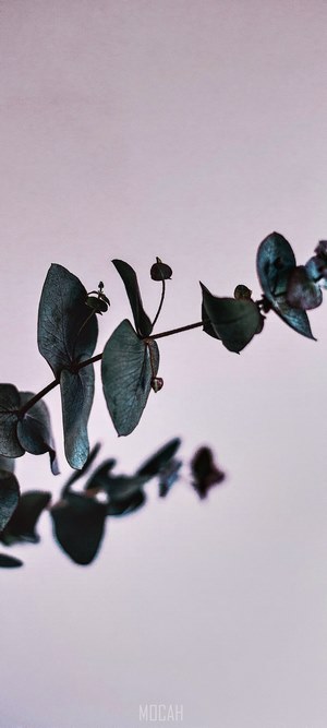 Eucalyptus branch against a light background