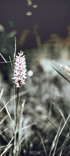 White flower in tall grass