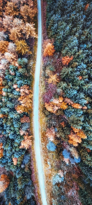 Autumn forest path with colorful trees