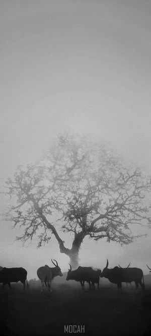 Cows and a tree in the fog