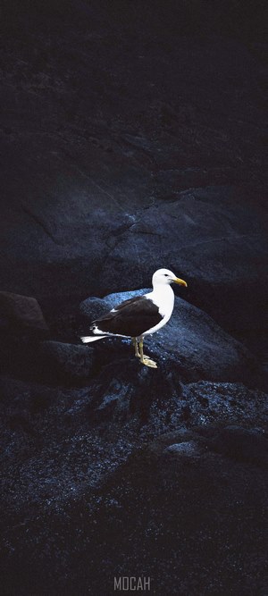 Seagull on dark rocks