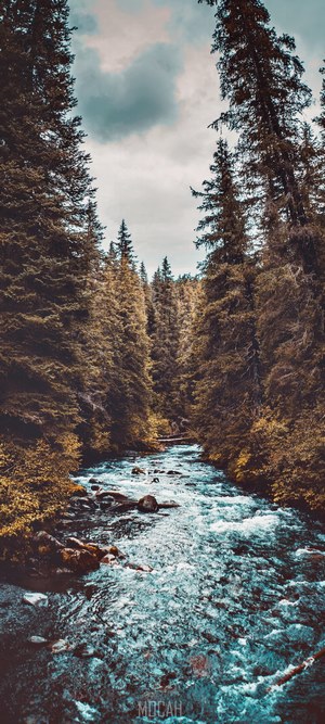 Winner Creek Flowing Through Forest